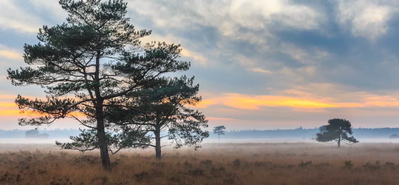Nationaal Park Drents-Friese Wold