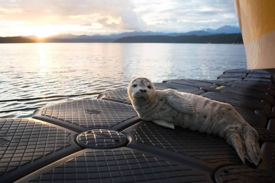 Vacation Rental hood canal resort alderbrook Seal Vacation Rental hood canal resort alderbrook Seal