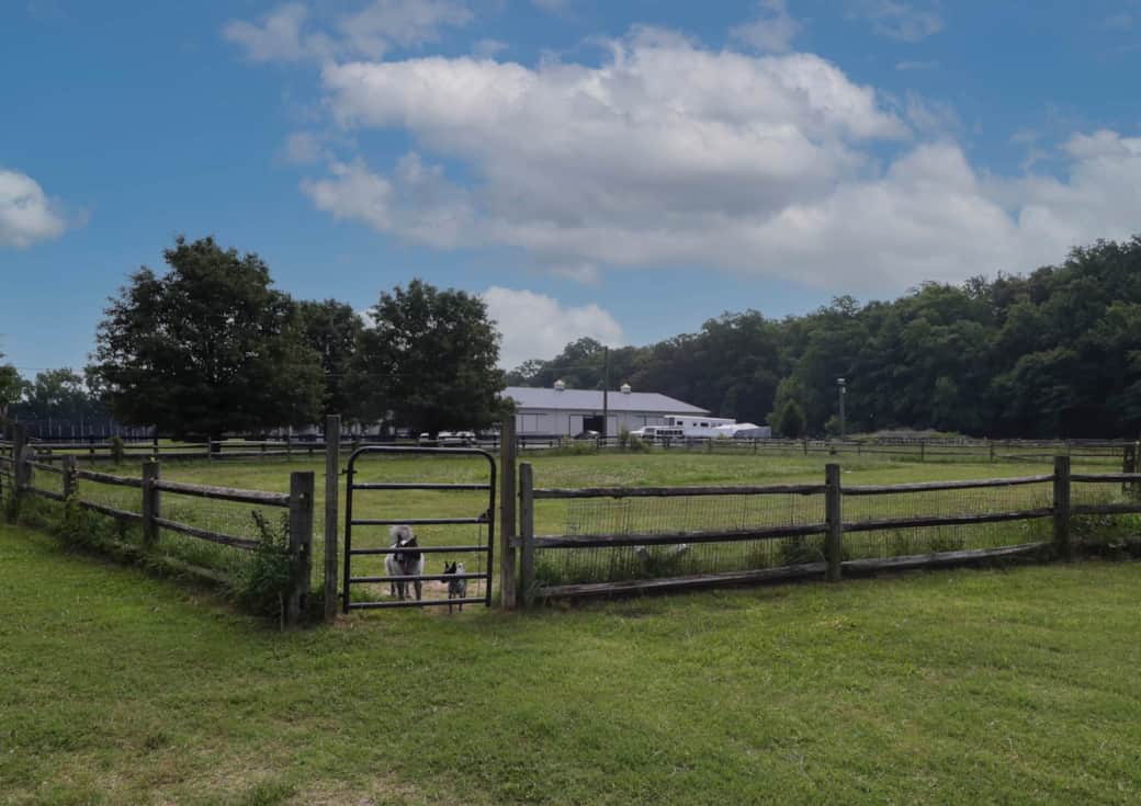 Dog run arena