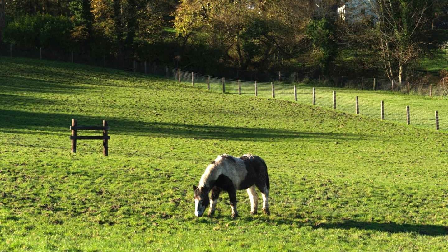 The Home of Rest for Old Horses in Douglas