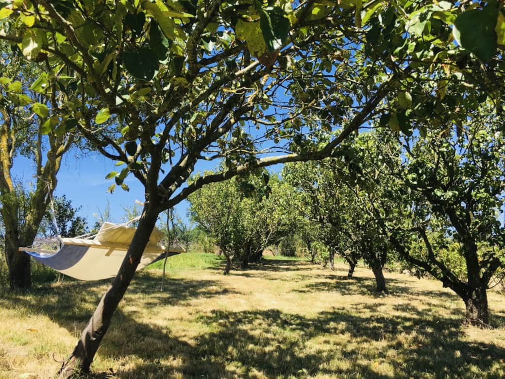 Jardin et arbres fruitiers