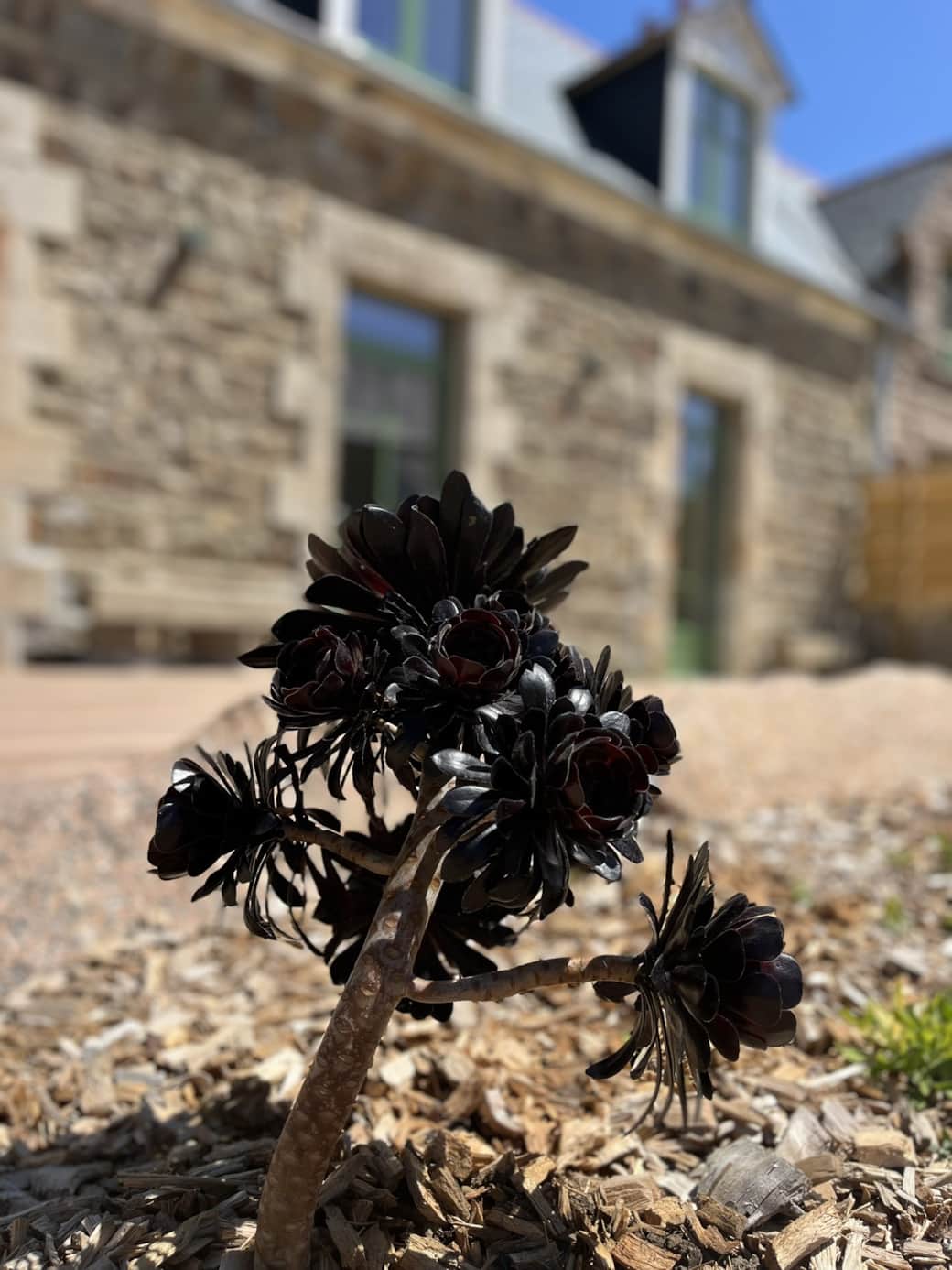 Fleur jardin TI GWER