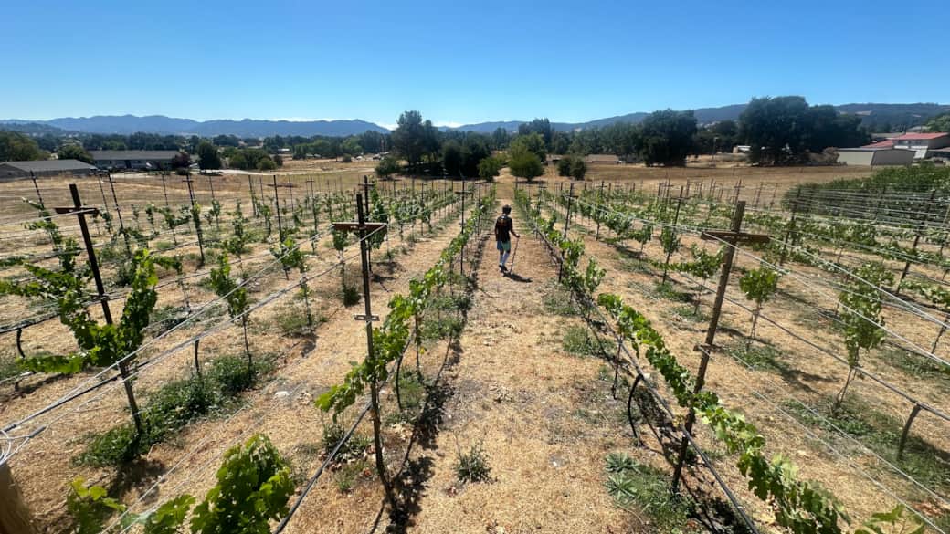 Vineyard