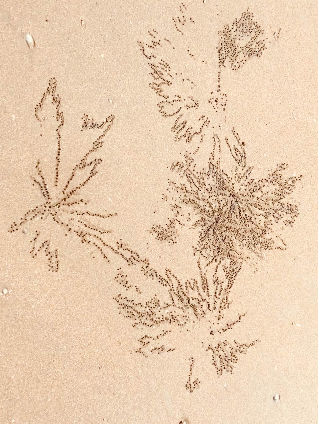 Soldier Crab Trails