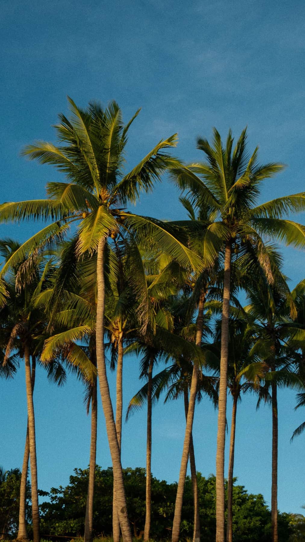 Pura Vida
