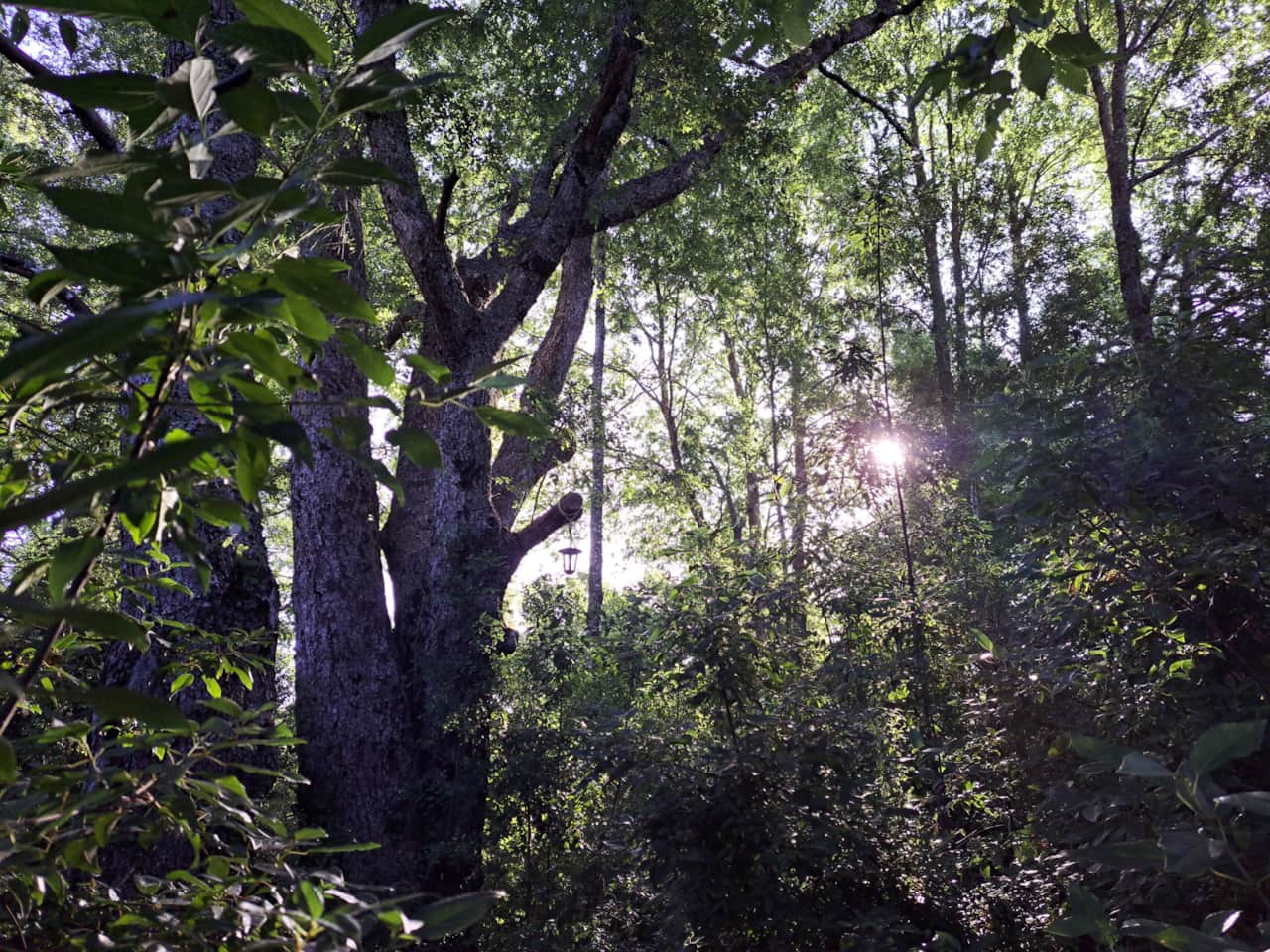 Bosque y naturaleza