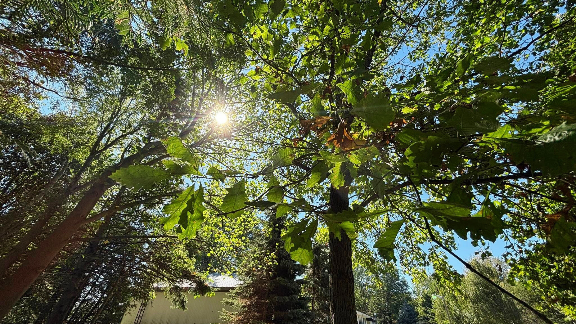 Sunlight