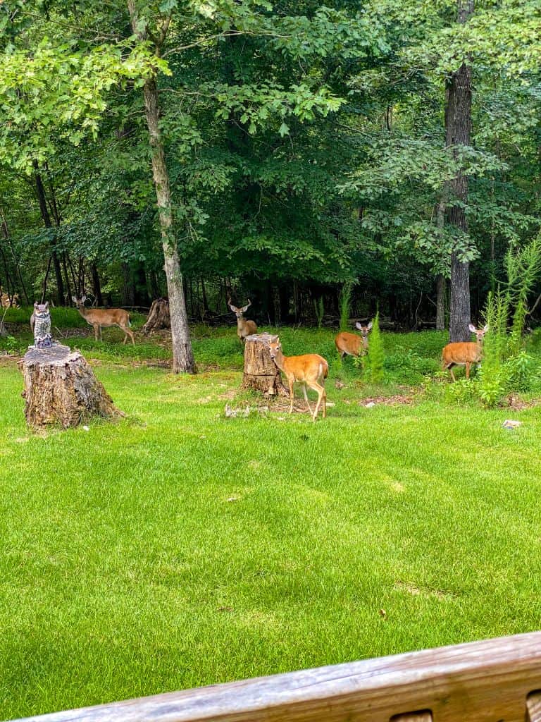 Backyard deer1