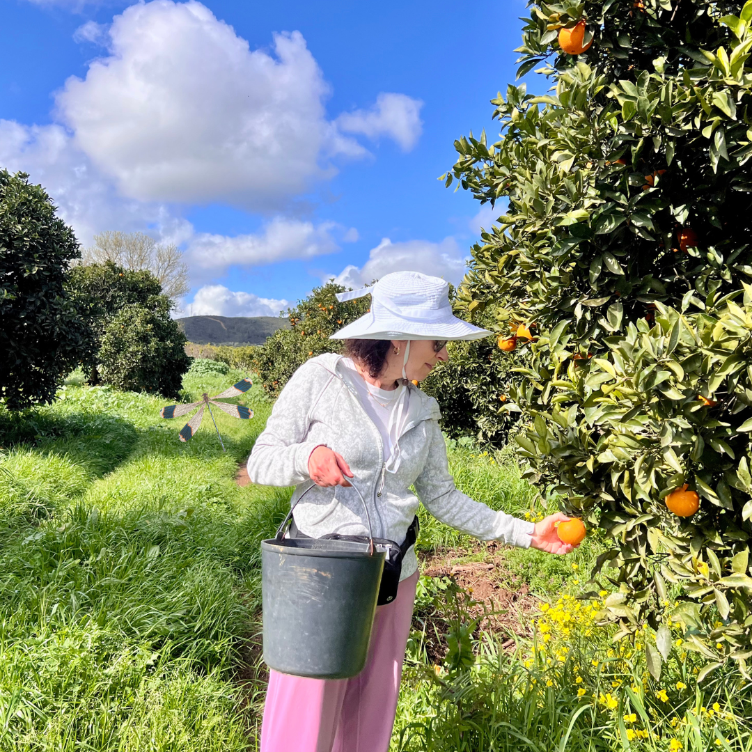 La cueillette des oranges à Silves