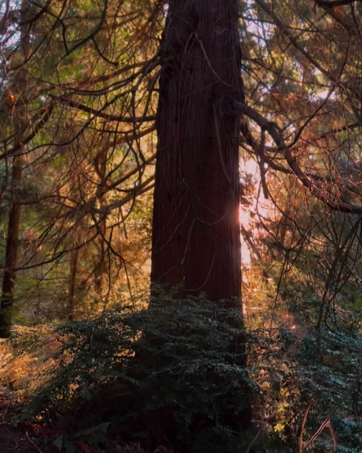 trees glowing in sunlight