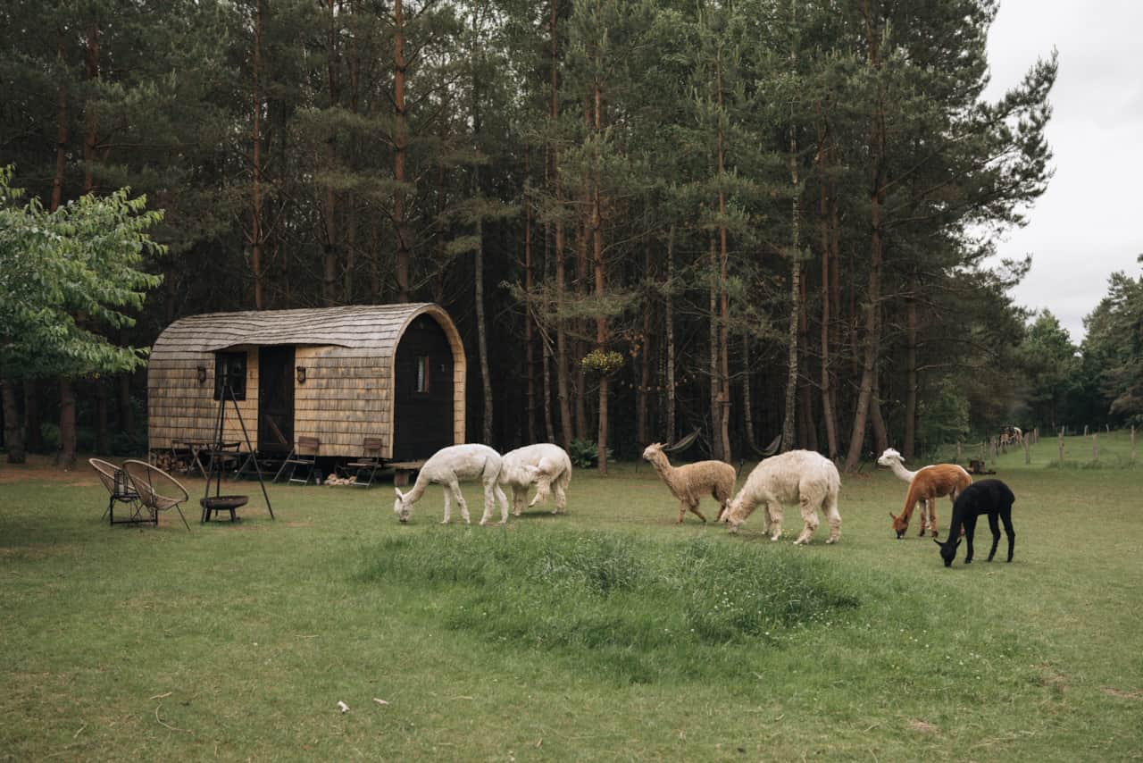 Домик с альпаками-88_resized