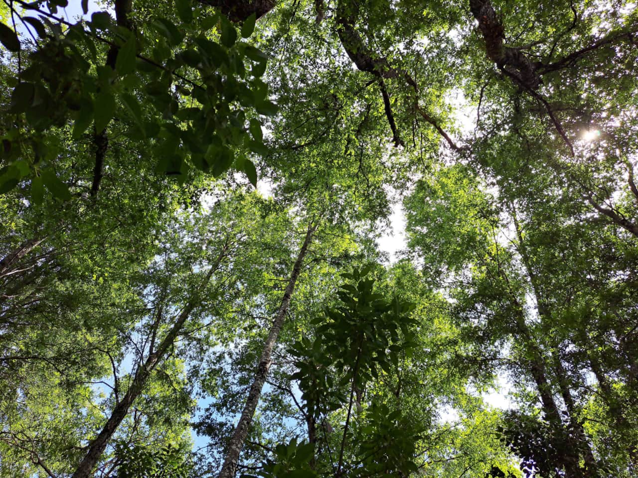 Bosque y naturaleza - Cabañas Domo Pucón ®
