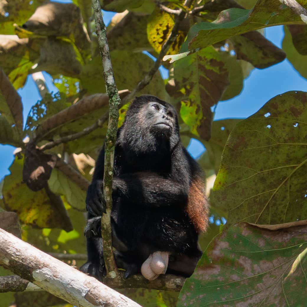 Howler monkey- Costa Rica