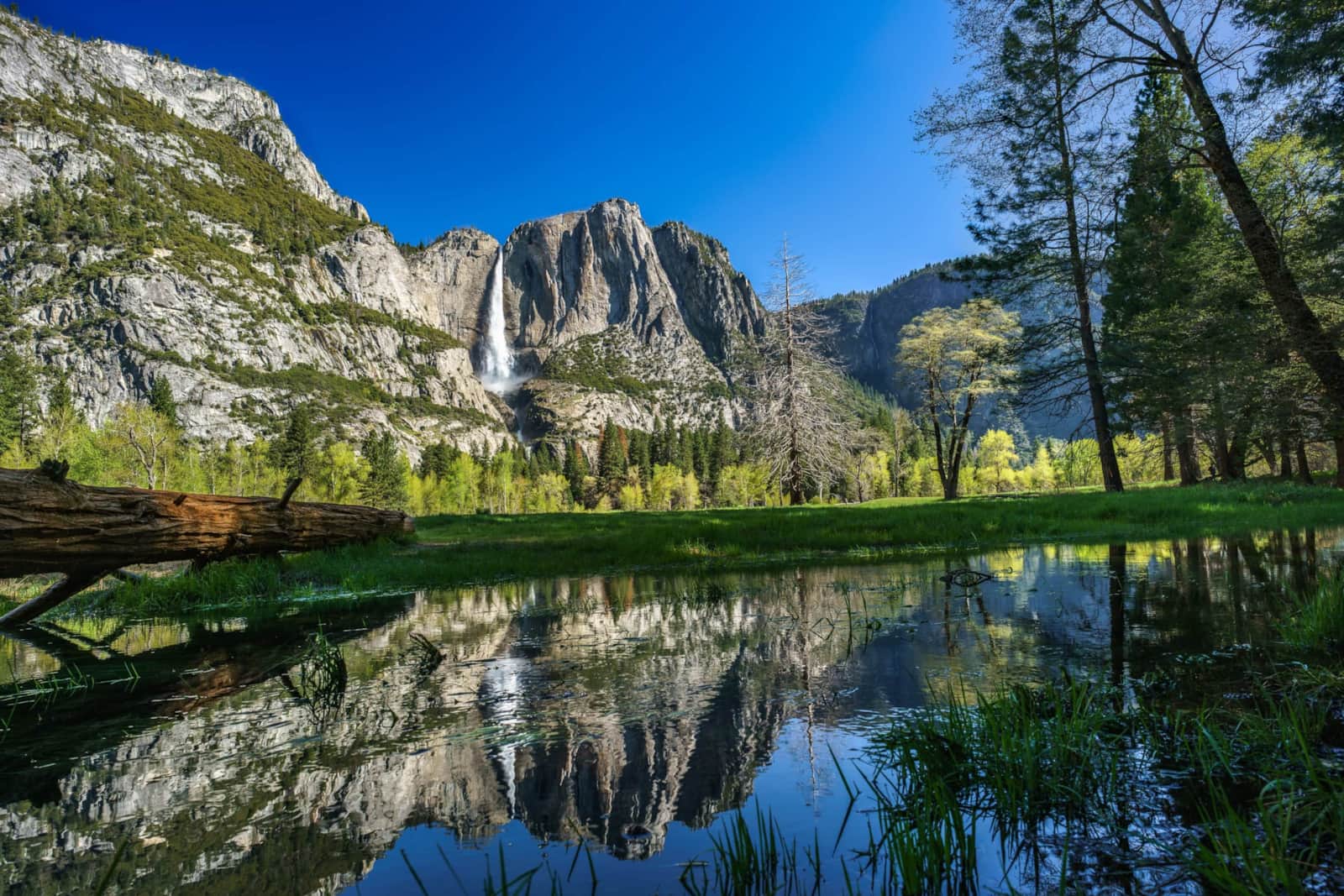 Yosemite Falls and meadow in Yosemite National Park