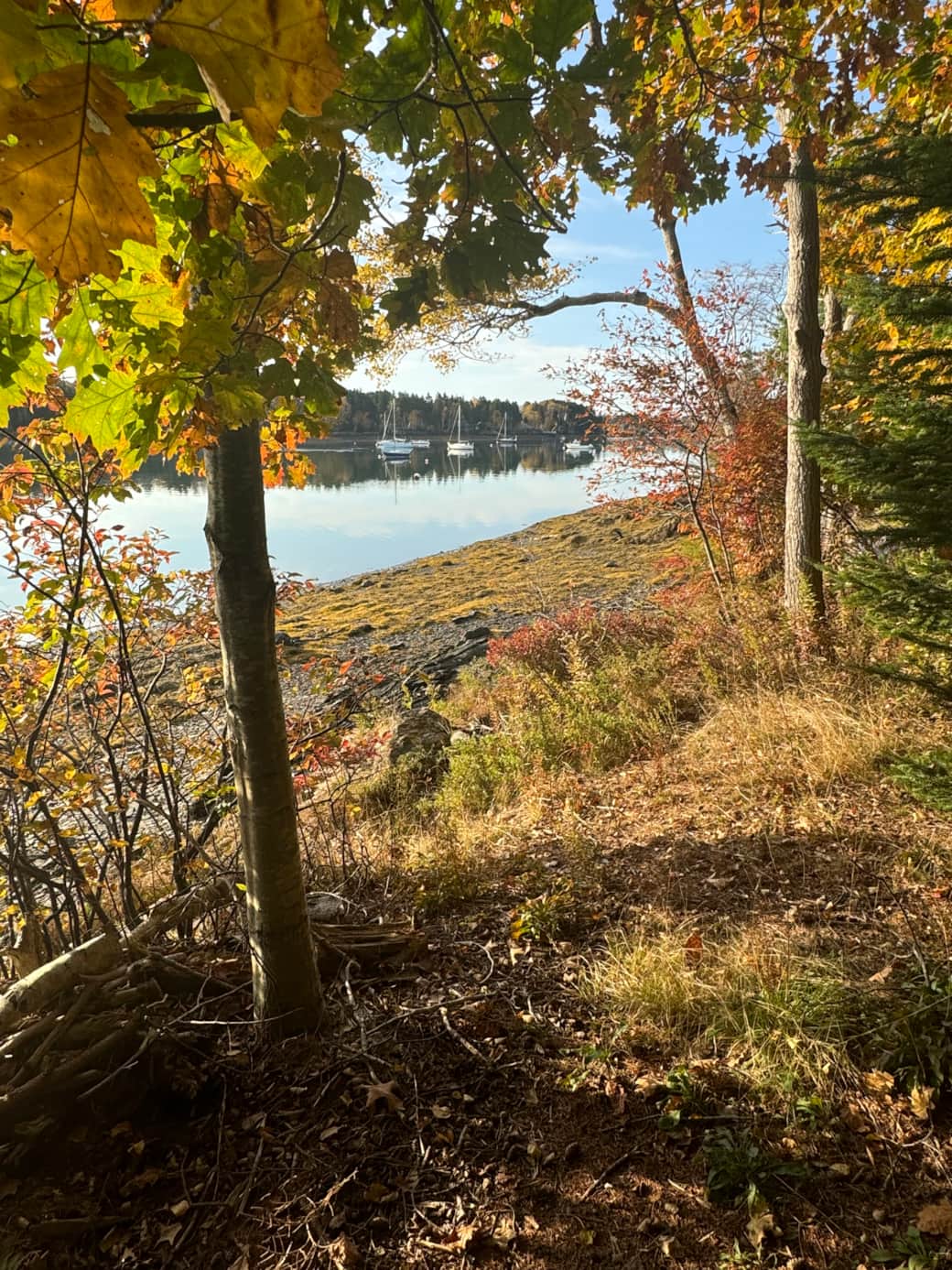 Fall on Basin Cove