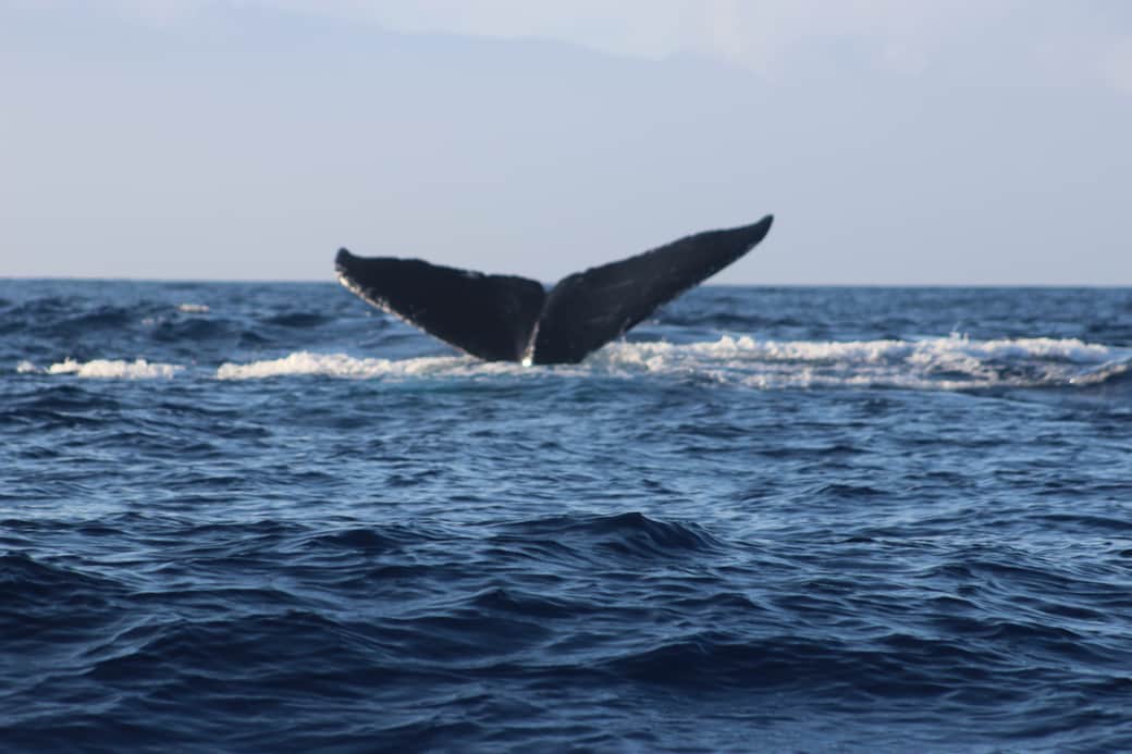 Whale season is spectacular even from our lanai