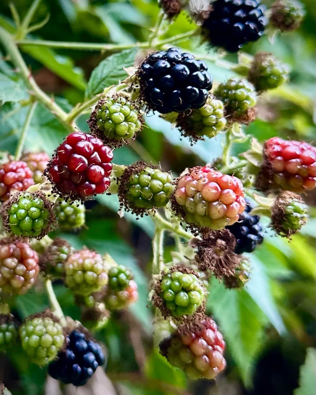 Blackberries