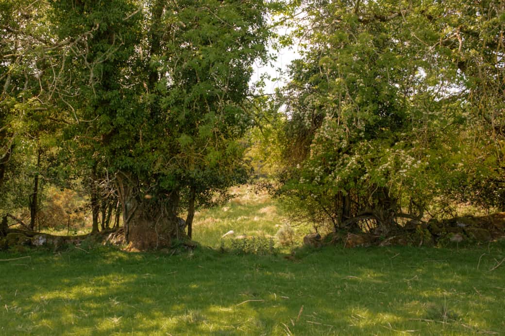 Ancient hedgerow trees golden light wicklow meadow