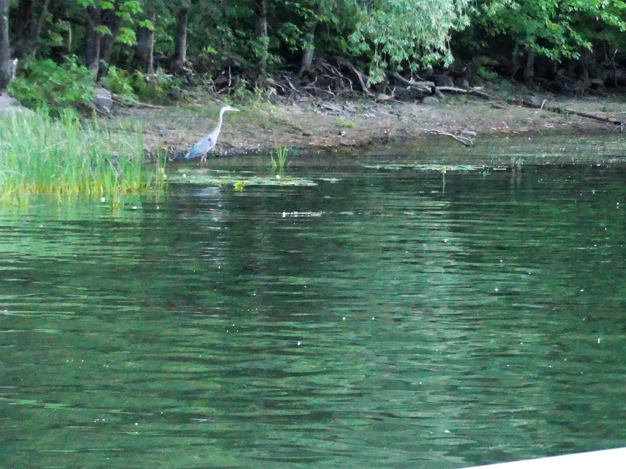 Grand heron dans le canal