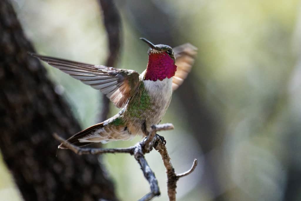 Broad Tailed Hummingbird