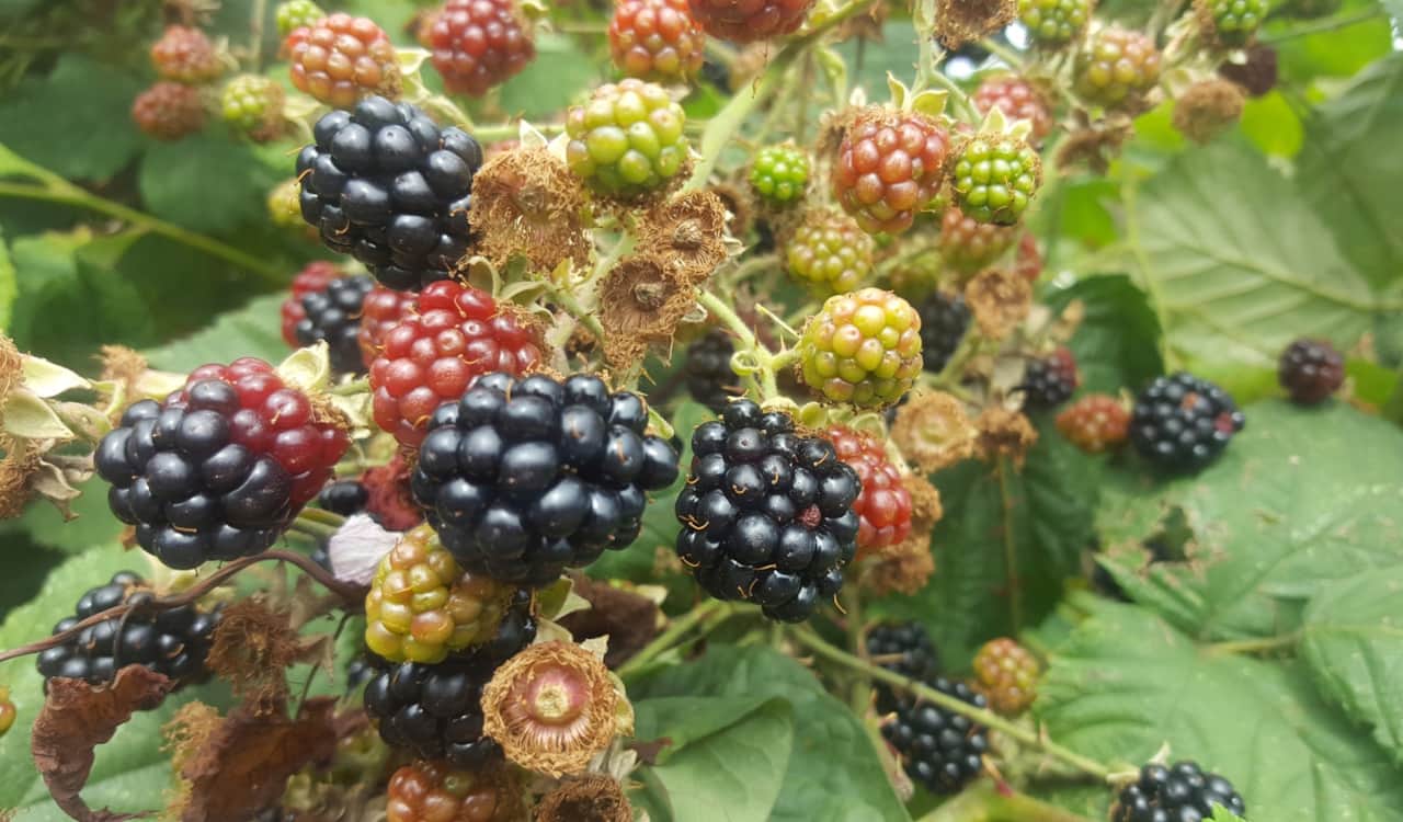 Near by blackberries
