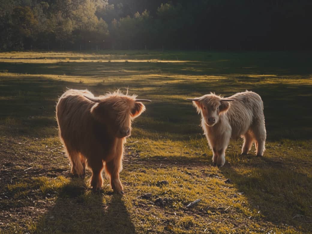 Hunter Valley Hideaway - Fergus & Hamish