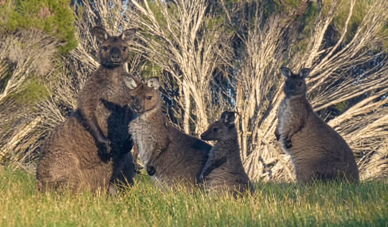 Kangaroos on the property