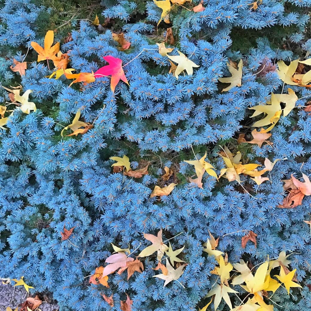 Couleurs d'Automne