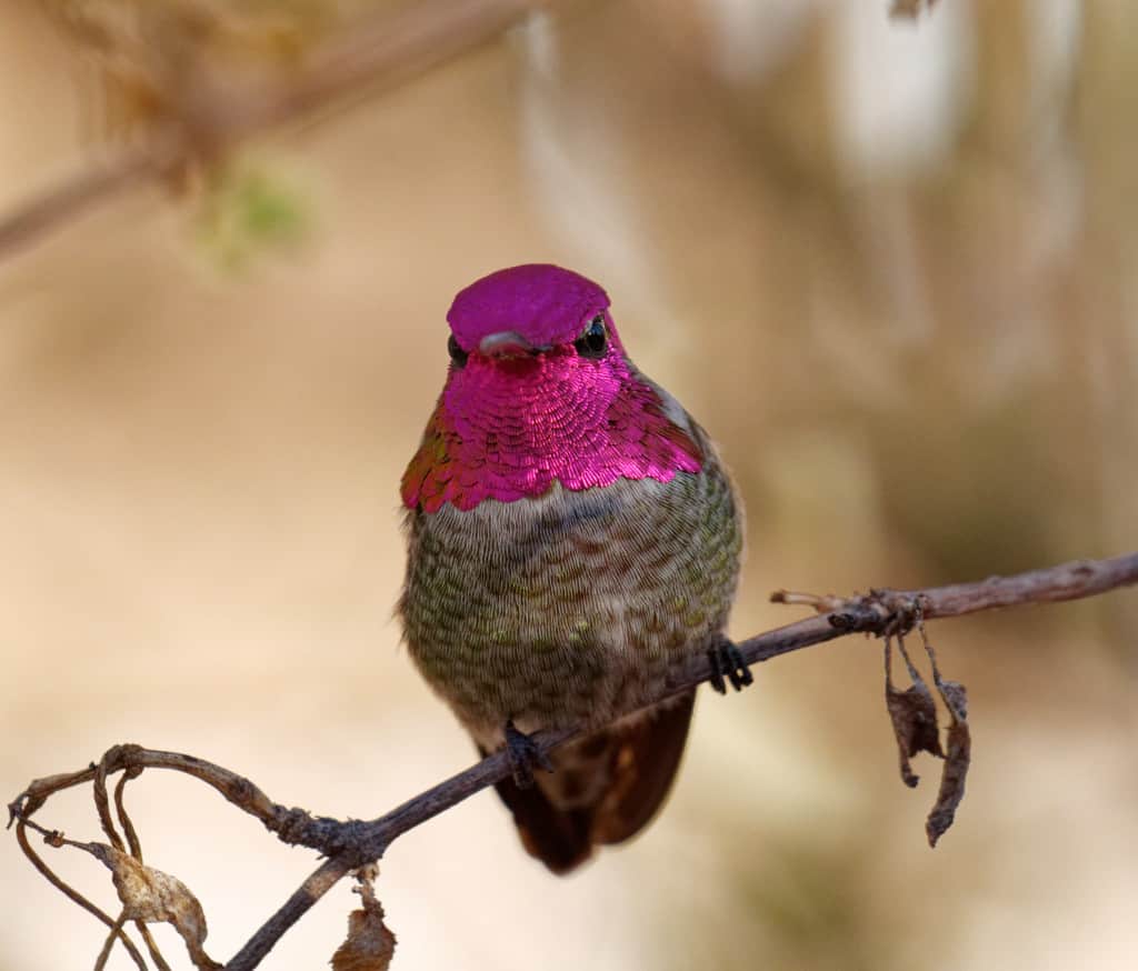 Annas Hummingbird.  Hummingbirds migrate through the Huachuca Mountains, but some species call Ramsey Canyon home all year round.  This website has an abundance of useful information - https://sabo.org/hummingbirds/hummingbird-faq/