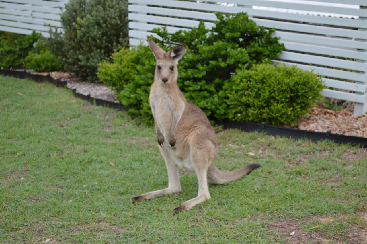 Kangaroo on our footpath