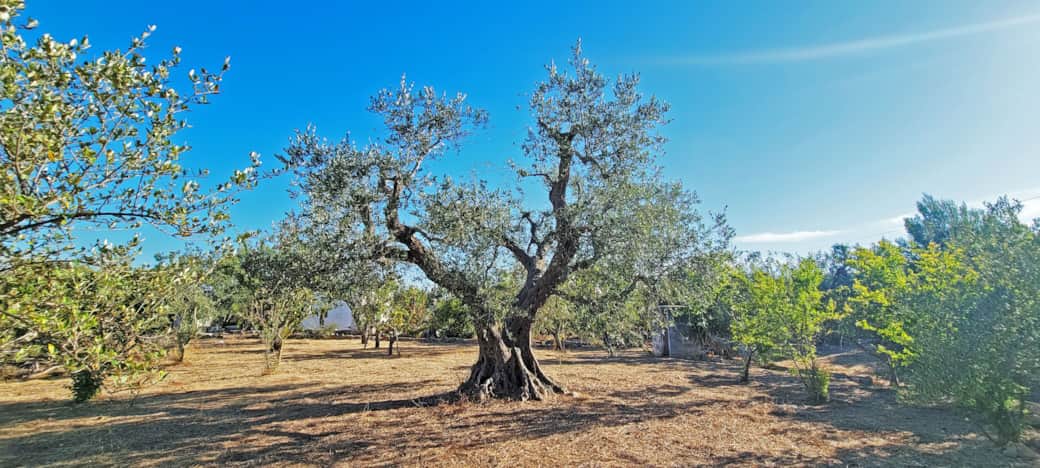 Orchard Morning