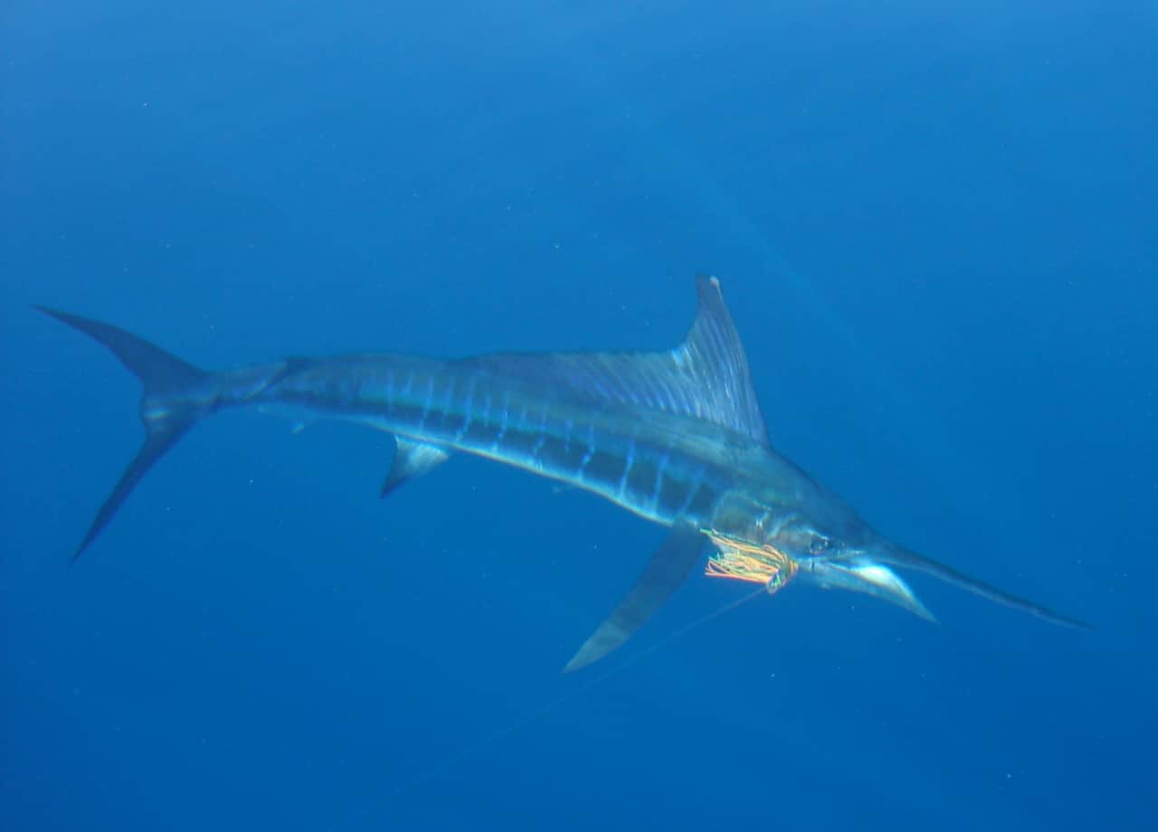 Sailfish - Exquisitely Beautiful