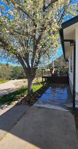 Front balcony, walk way, tree, front yard, and front door