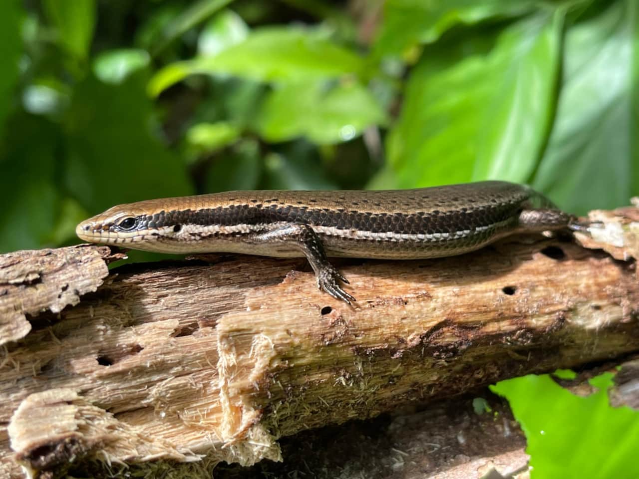 IMG-Manuel Antonio National Park.jpg