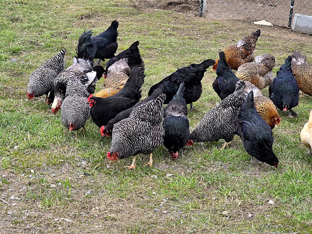 Chickens 1