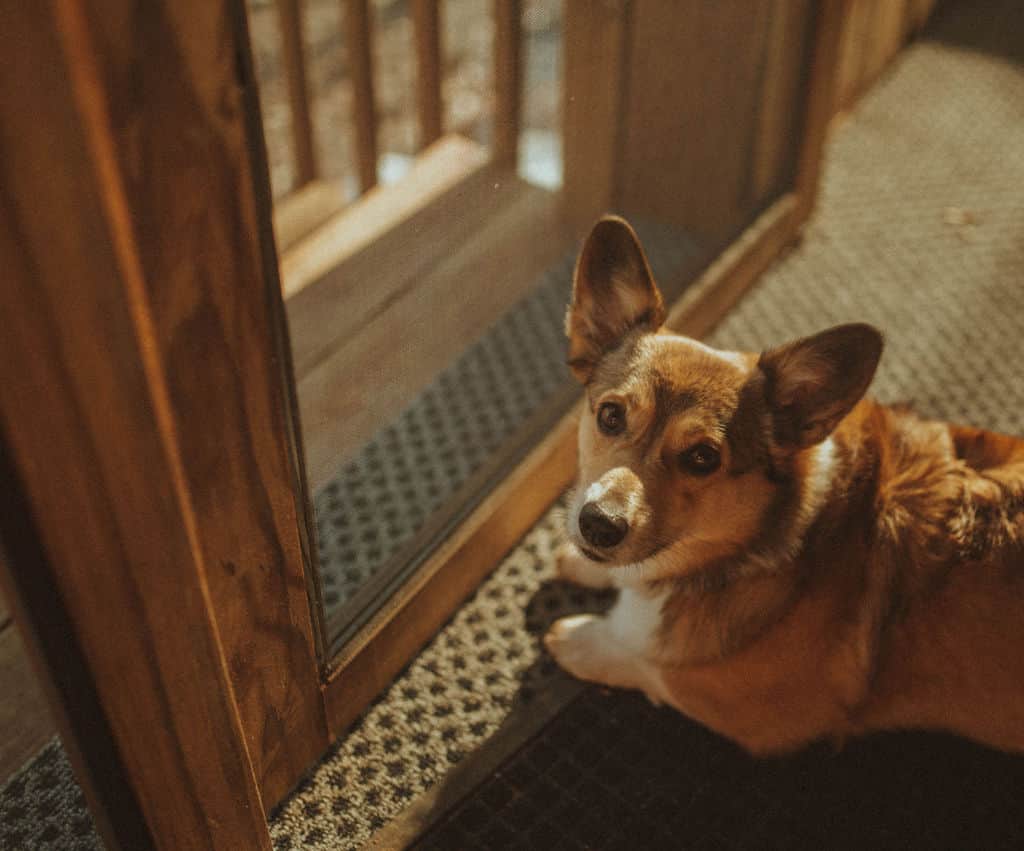 We are PET friendly