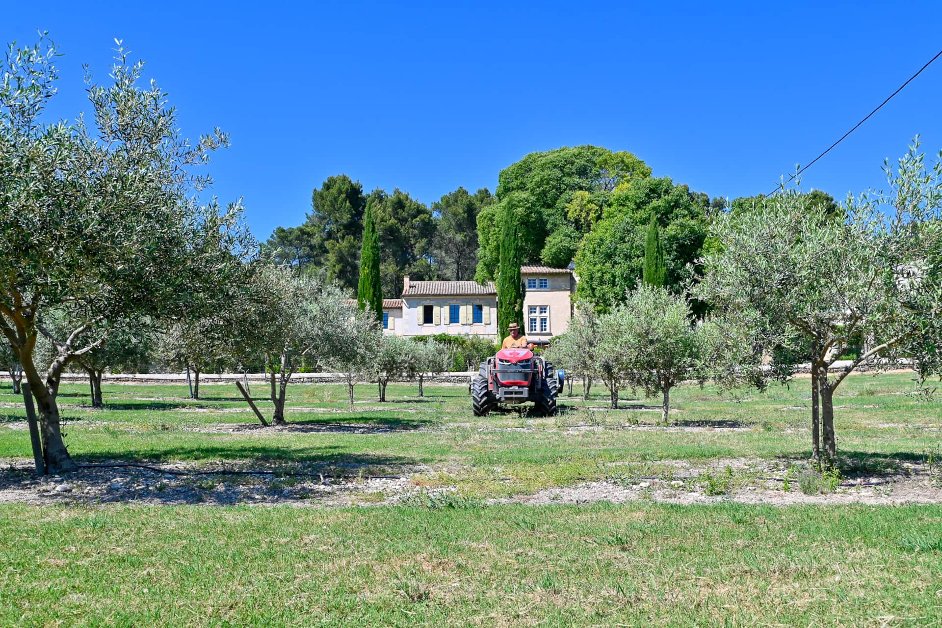 Aceite de oliva Terre de Laudun