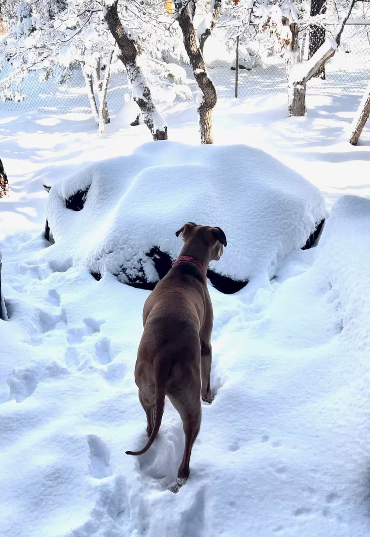 Dog playing outside snowy mountain cabin