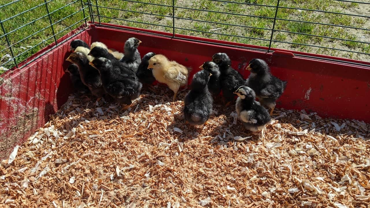 07 soins à la basse-cour.jpg