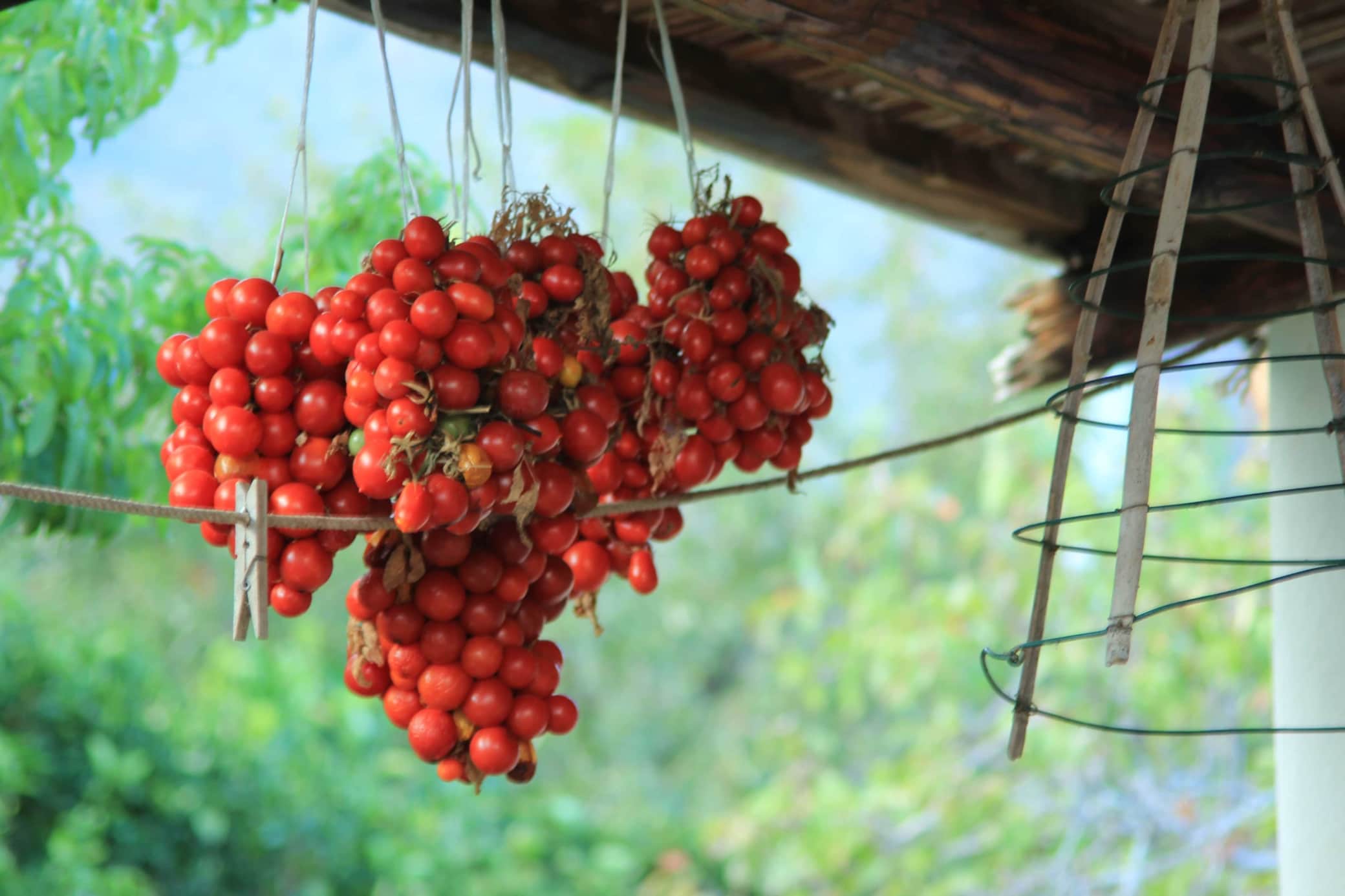 kirschtomaten-beim-trocknen.JPG