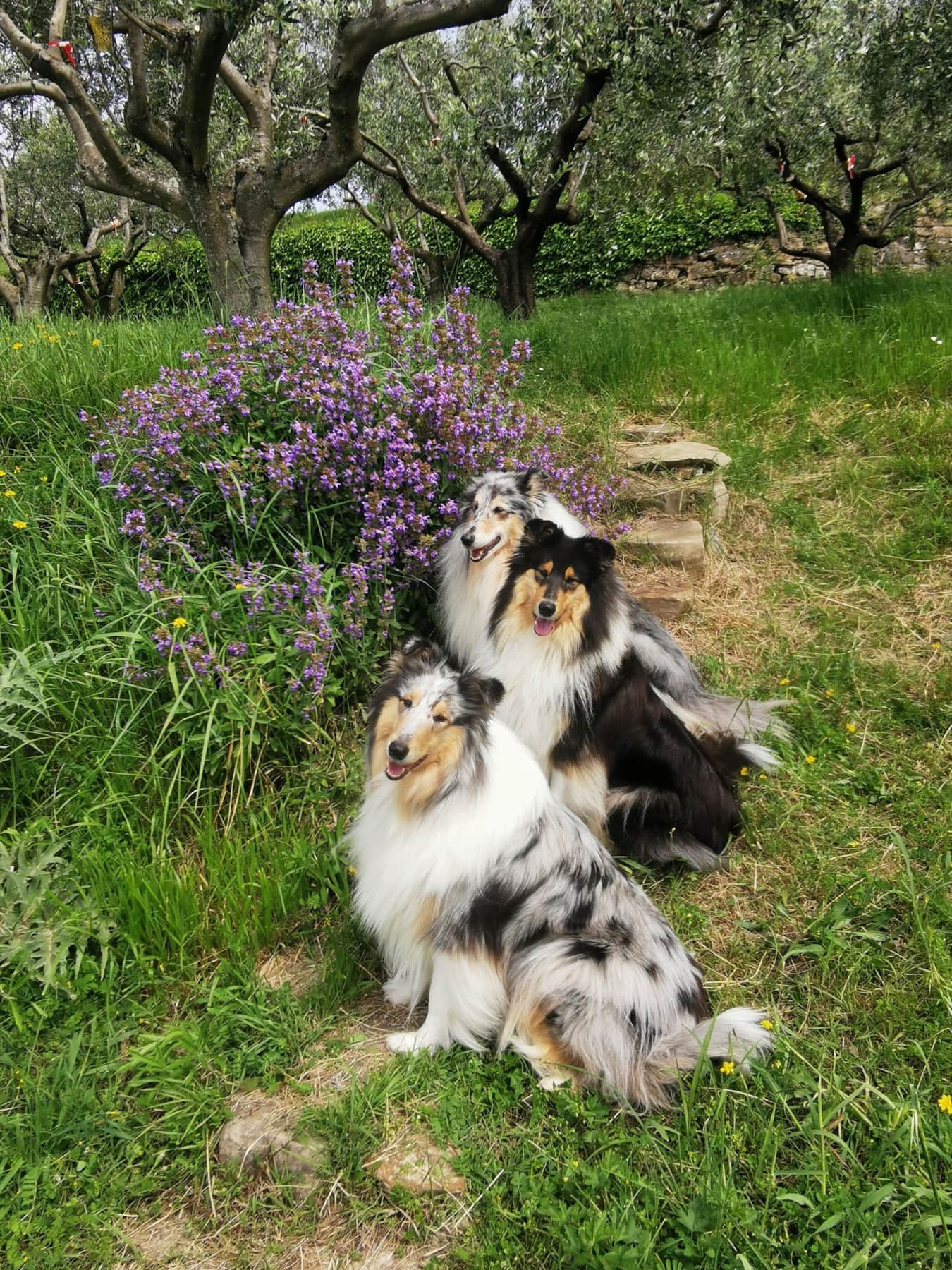 collies.jpg