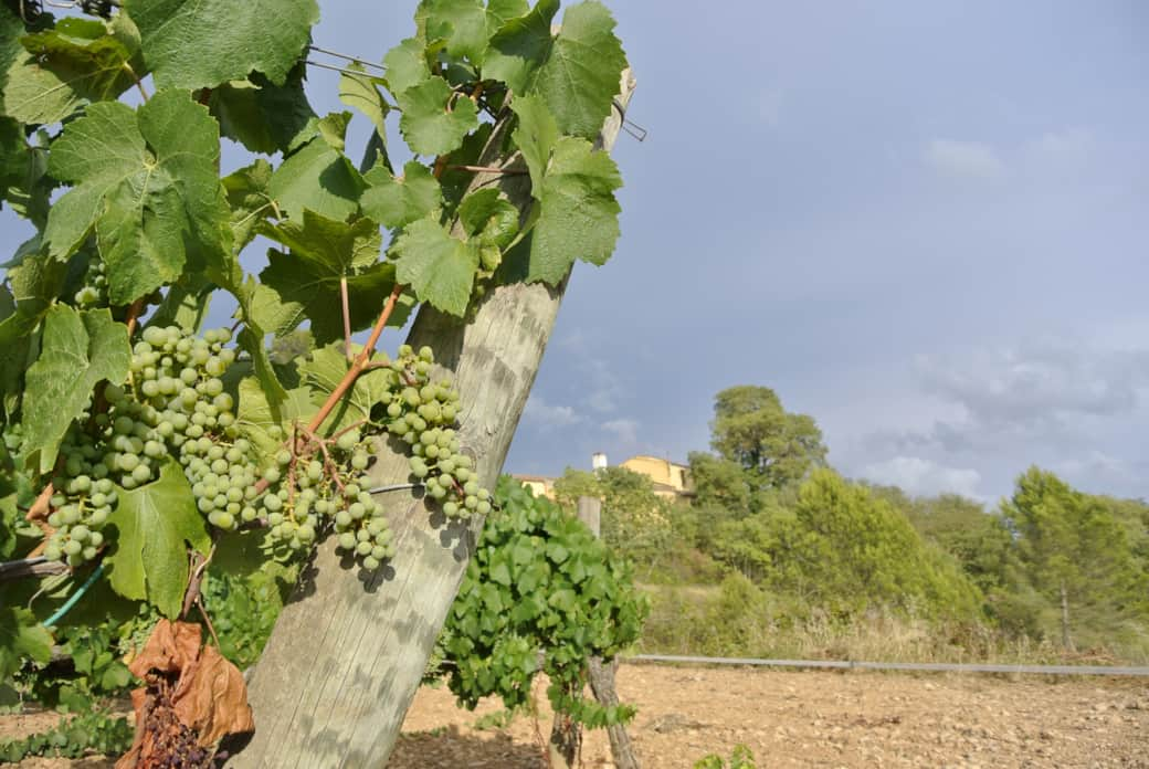 viñedos alrededor del maset