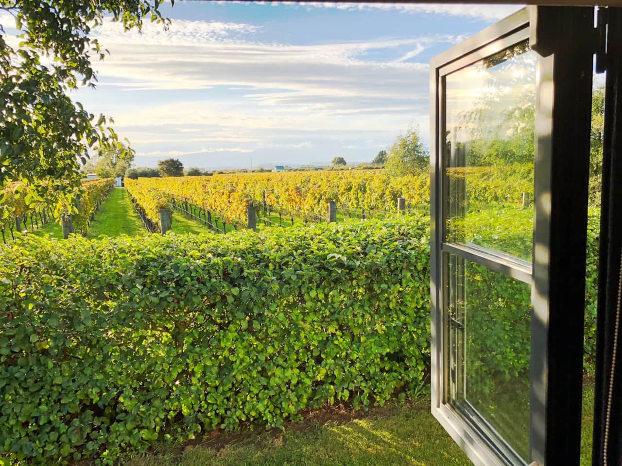 Vineyard view