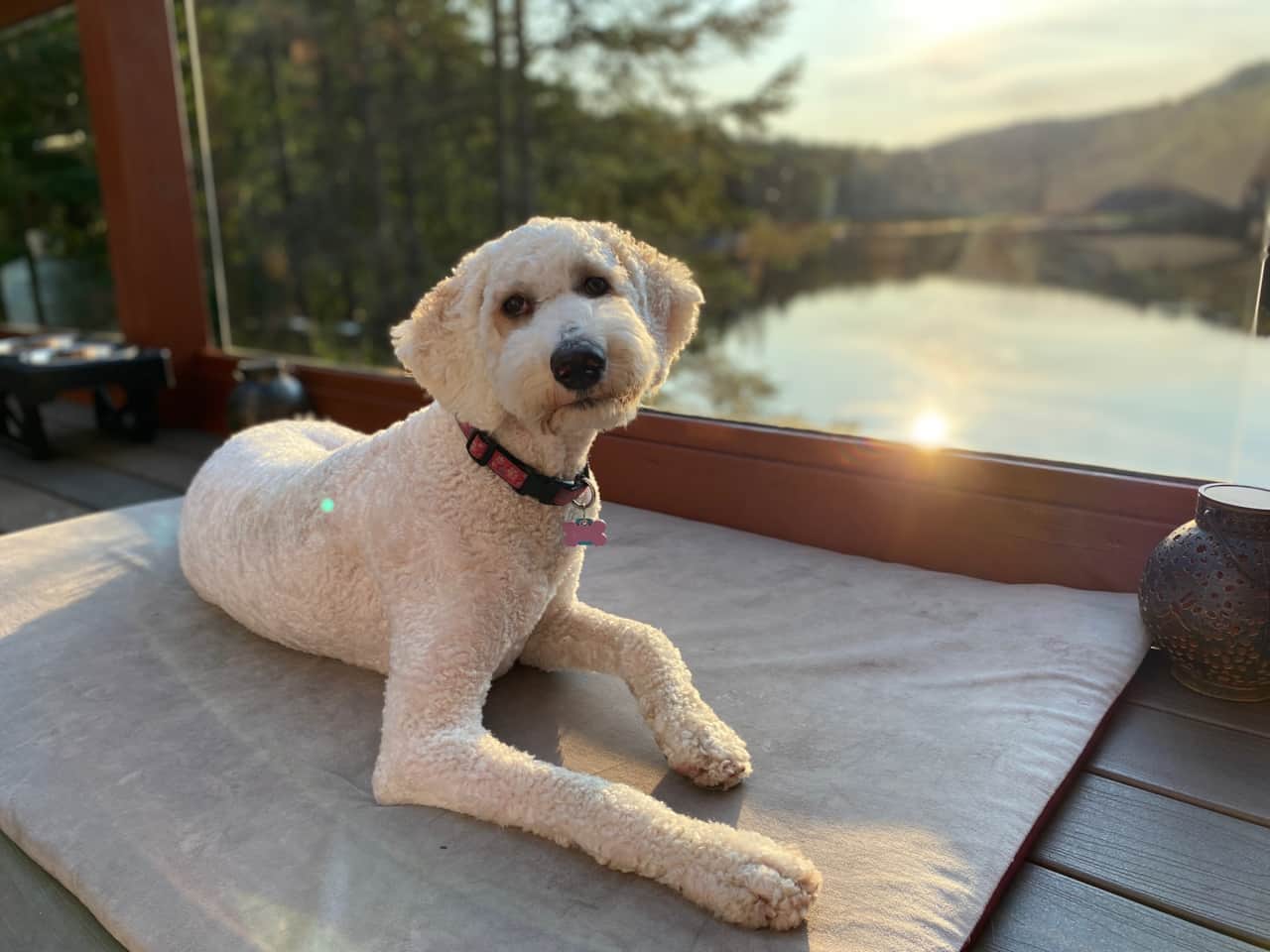 Chien sur la terrasse Zara.jpeg