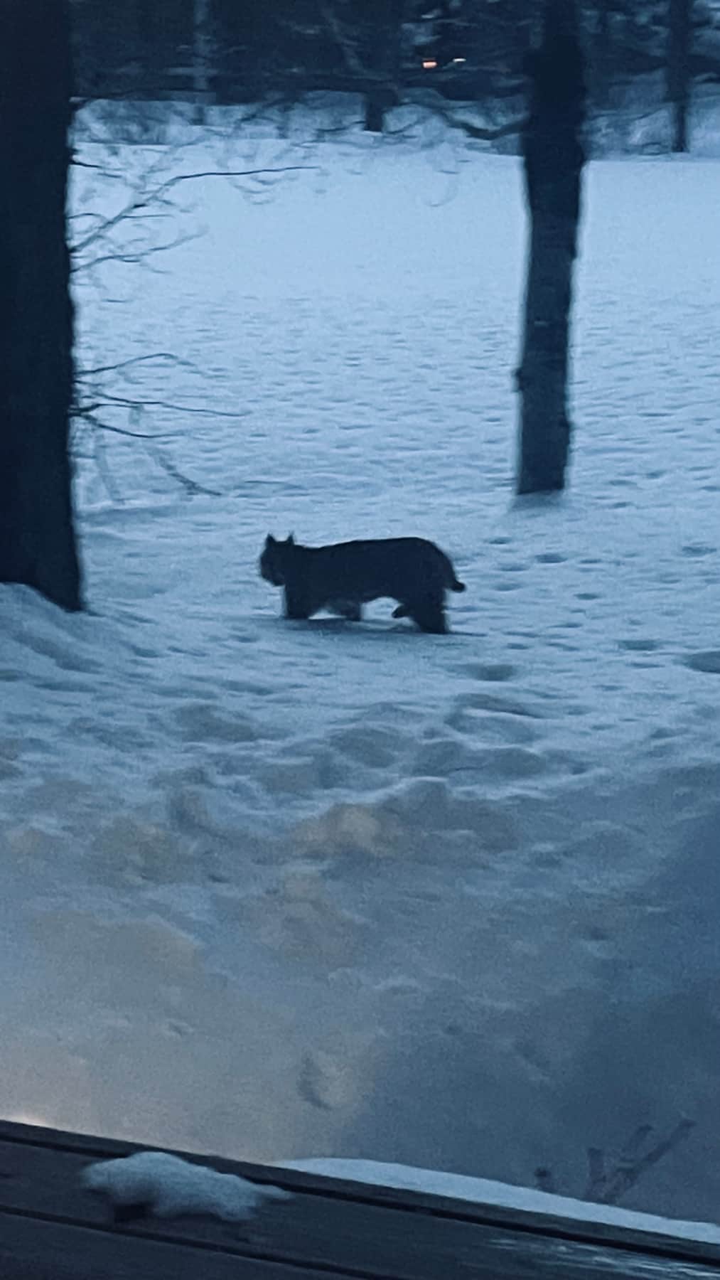 Winter Wild Life