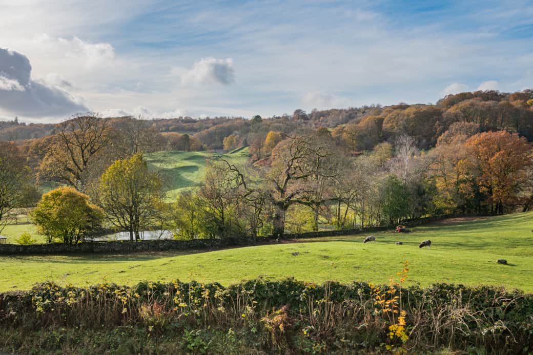 Broom Hill