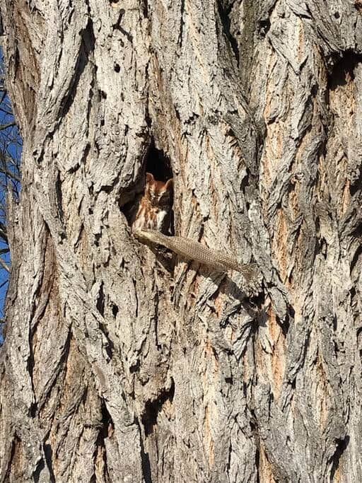 Wildlife Abounds!
