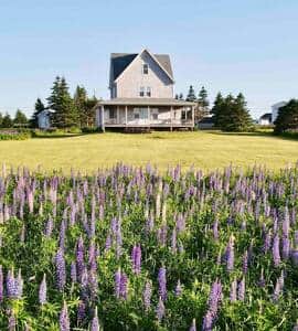 Can't get enough of those lupins in June