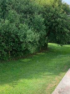 Shared green space out the back of the chalet backing on to a woods filled with wildlife.
