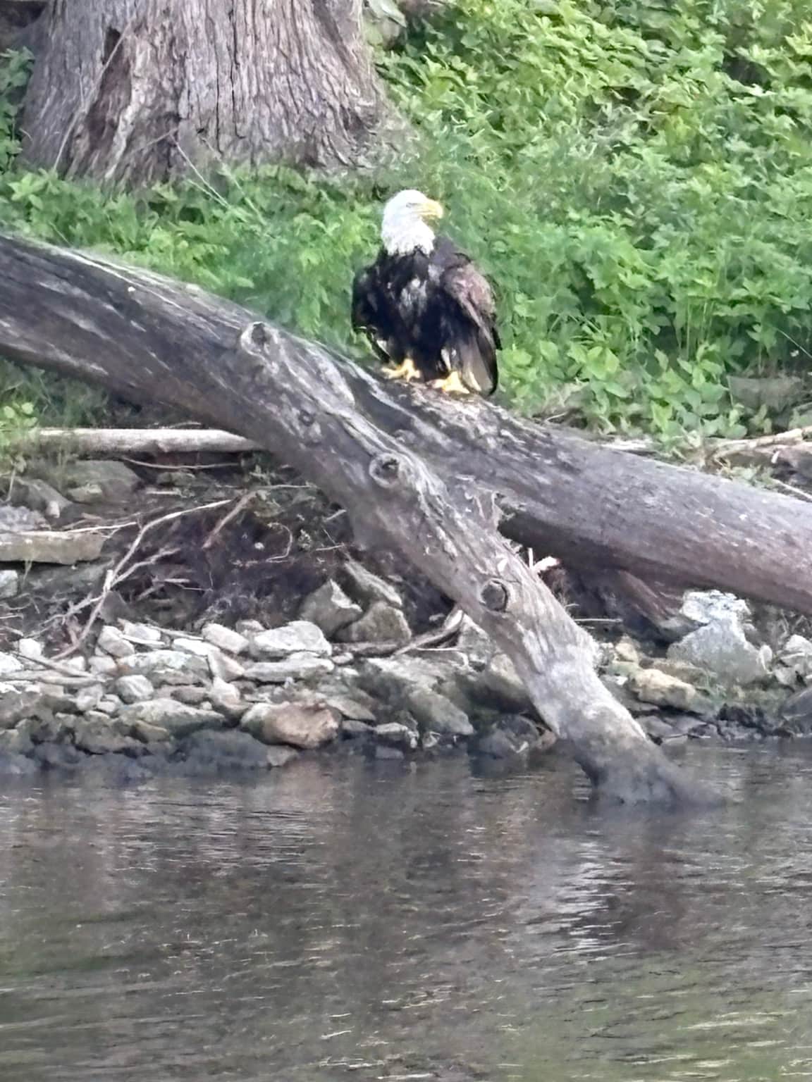Wild & Free